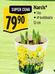Albert Narcis nabídka
