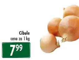 Qanto Cibule nabídka