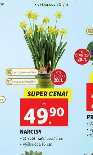 Narcis