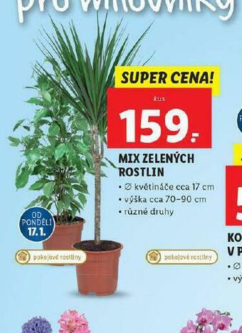 Lidl Mix zelených rostlin nabídka