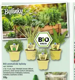 Bauhaus BIO aromatické bylinky nabídka