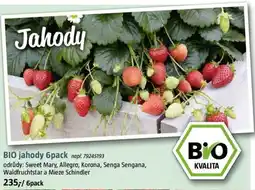 Bauhaus BIO jahody 6pack nabídka
