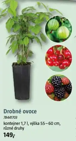 Bauhaus Drobné ovoce nabídka