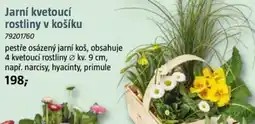Bauhaus Jarní kvetoucí rostliny v košíku nabídka