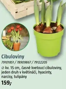 Bauhaus Cibuloviny nabídka