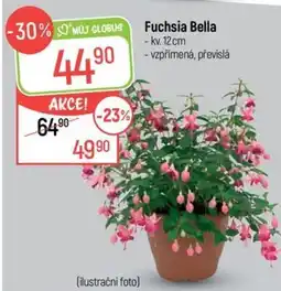 Globus Fuchsia Bella nabídka