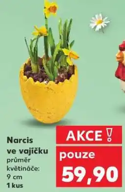 Kaufland Narcis ve vajíčku nabídka