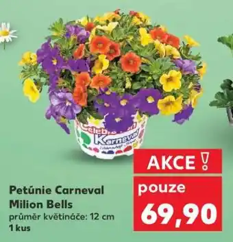 Kaufland Petúnie Carneval Milion Bells nabídka