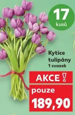 Kaufland Kytice tulipány nabídka
