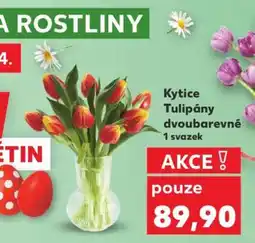 Kaufland Kytice Tulipány dvoubarevné nabídka