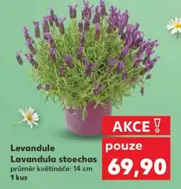 Kaufland Levandule - Lavandula stoechas nabídka