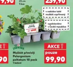 Kaufland Muškát převislý pelargonium peltatum nabídka