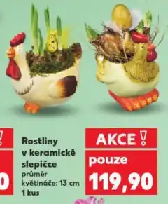 Kaufland Rostliny v keramické slepičce nabídka