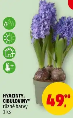 Penny Market Hyacinty, cibuloviny nabídka