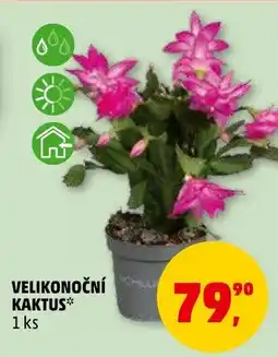 Penny Market Velikonoční kaktus nabídka