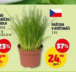 Penny Market PAŽITKA V KVĚTINÁČI, 1 ks nabídka