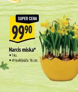Albert Narcis miska, pr. květináče 16 cm nabídka