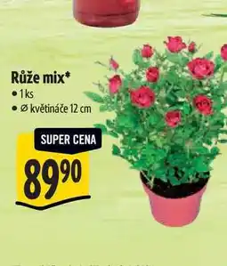 Albert Růže mix, pr. květináče 12 cm nabídka