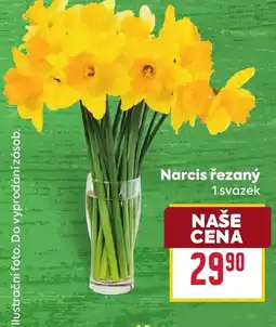 Billa Narcis řezaný nabídka