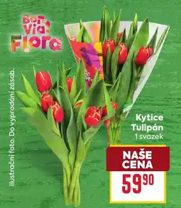 Billa Kytice Tulipán nabídka