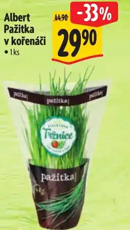 Albert Albert Pažitka v kořenáči nabídka