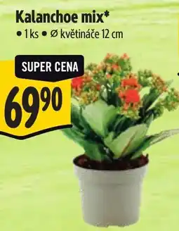 Albert Kalanchoe mix nabídka