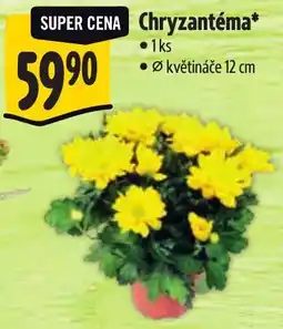 Albert Chryzantéma nabídka