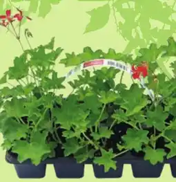 Albert Muškát převislý jednoduchý květ nabídka