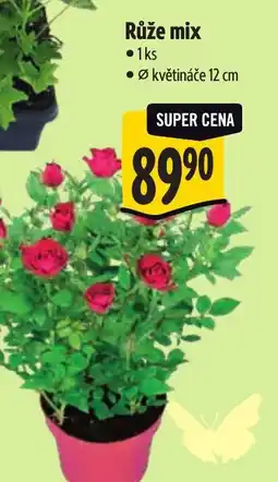 Albert Růže mix nabídka