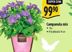 Albert Campanula mix nabídka
