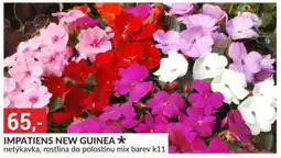 Baumax Impatiens new guinea nabídka