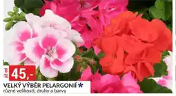 Baumax Velký výběr pelargonií nabídka