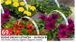Baumax Různé druhy letniček - 10-pack nabídka
