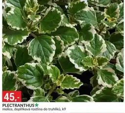 Baumax Plectranthus nabídka