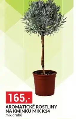 Baumax Aromatické rostliny na kmínku mix k14 nabídka