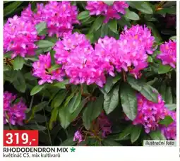 Baumax Rhododendron mix nabídka