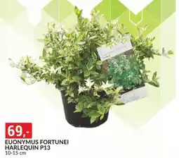 Baumax Euonymus fortunei harlequin p13 nabídka