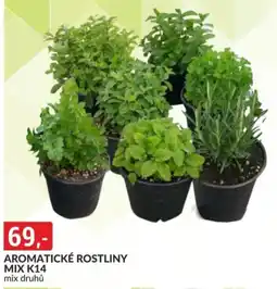Baumax Aromatické rostliny mix k14 nabídka