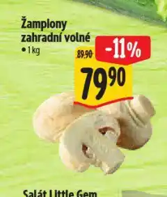 Albert Žampiony zahradní nabídka