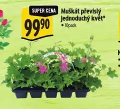 Albert Muškát převislý nabídka