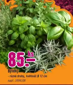 Hornbach Bylinky nabídka