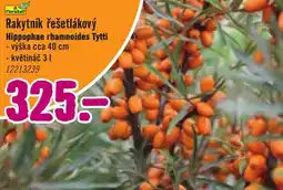 Hornbach Rakytník řešetlákový nabídka