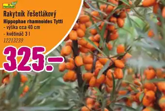 Rakytník řešetlákový