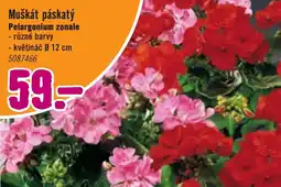 Hornbach Muškát páskatý nabídka