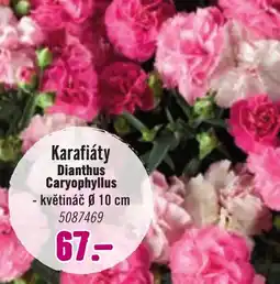 Hornbach Karafiáty nabídka