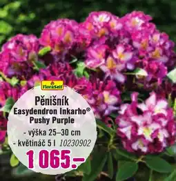 Hornbach Pěnišník easydendron inkarho nabídka