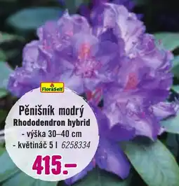 Hornbach Pěnišník modrý nabídka