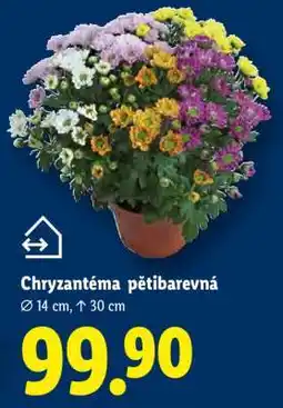 Lidl Chryzantéma pětibarevná nabídka