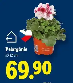 Lidl PELARGONIE nabídka