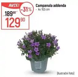 Globus Campanula addenda nabídka